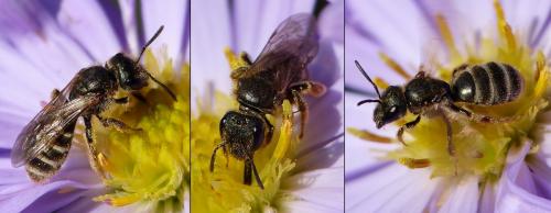 Seladonia tumulorum
