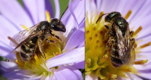 Seladonia tumulorum
