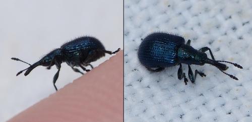 Réf. 156 323 : Involvulus caeruleus