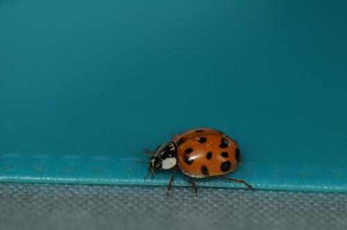 Harmonia axyridis
