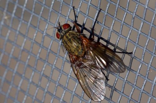 Helina impuncta