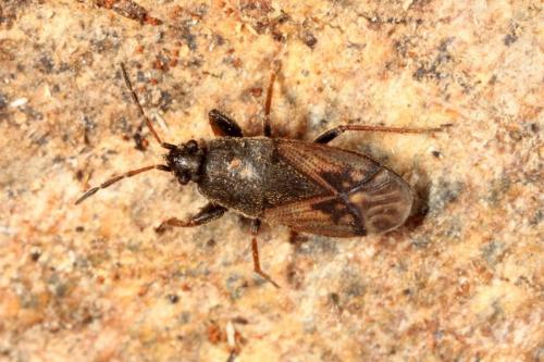 Megalonotus sabulicola