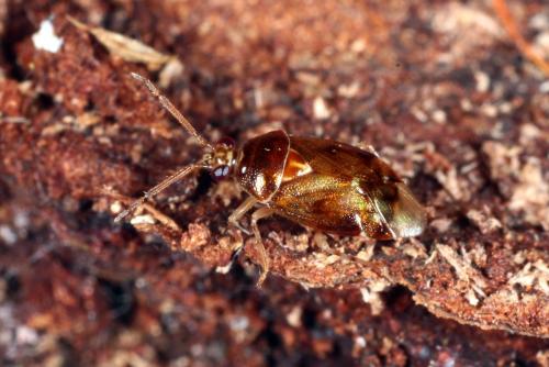 Deraeocoris lutescens