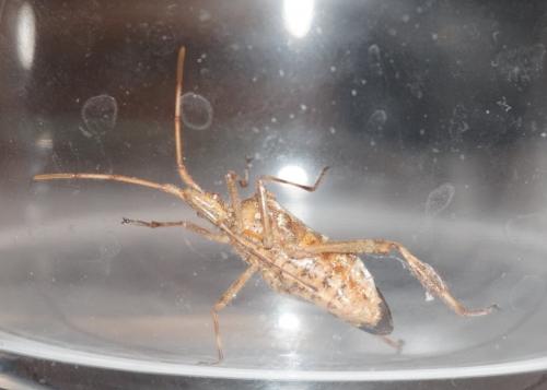 Leptoglossus occidentalis