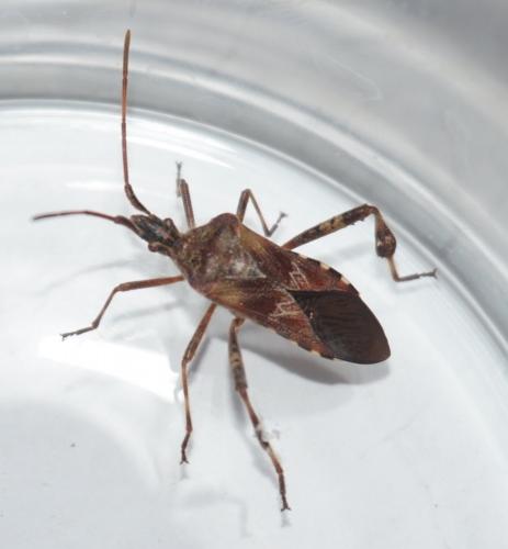 Leptoglossus occidentalis