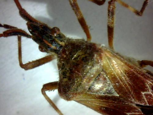 Leptoglossus occidentalis
