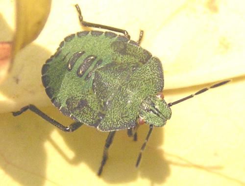Palomena prasina