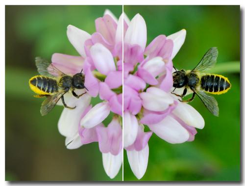 Megachile centuncularis
