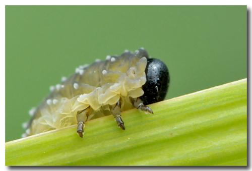 Rhadinoceraea micans