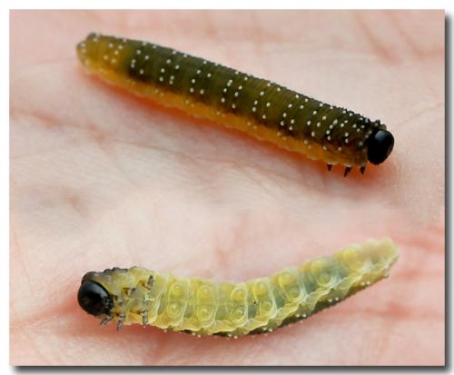 Rhadinoceraea micans