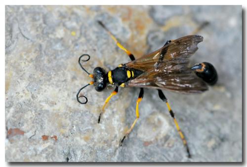 Réf. 156 930 : Sceliphron caementarium