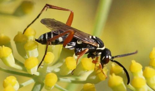 Ceropales albicincta