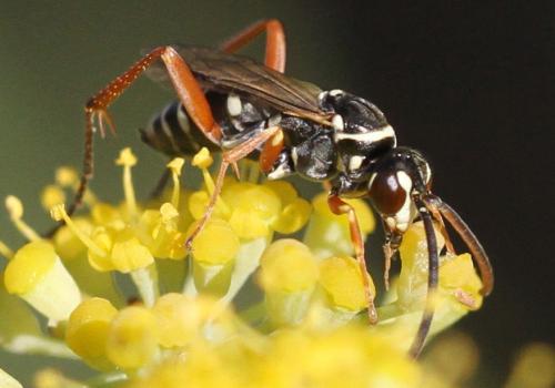 Ceropales albicincta
