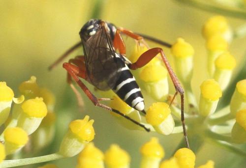 Ceropales albicincta