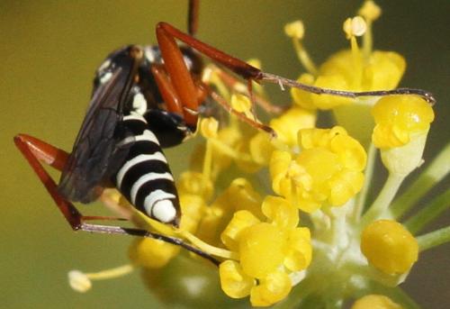 Ceropales albicincta