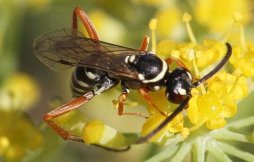 Ceropales albicincta