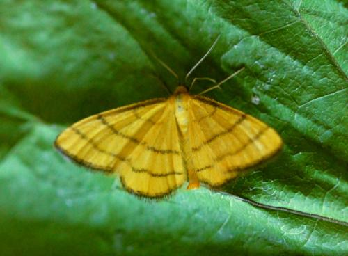 Réf. 156 332 : Idaea aureolaria