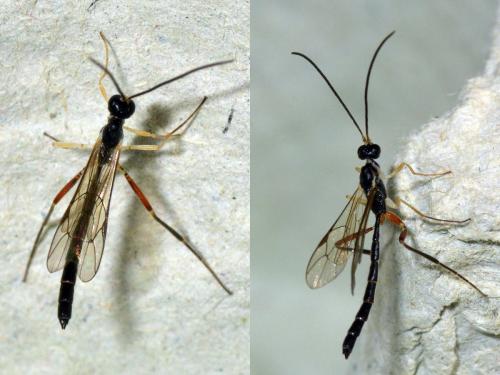 Poemenia sp.