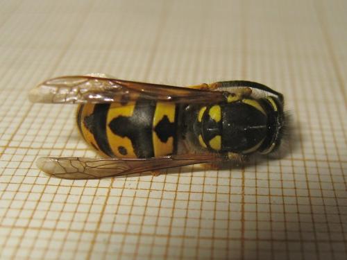 Vespula germanica