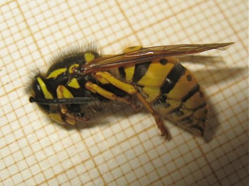 Vespula germanica