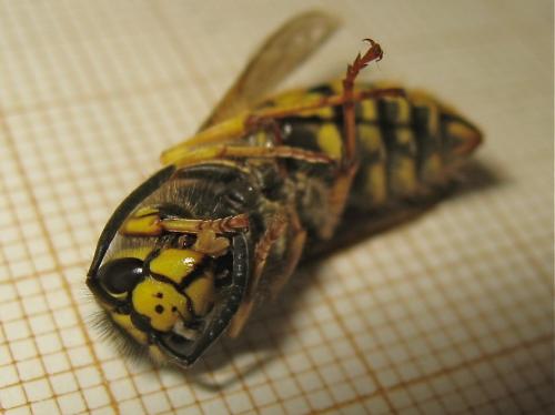 Réf. 156 484 : Vespula germanica