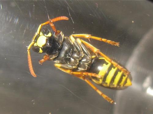 Réf. 156 480 : Polistes dominula