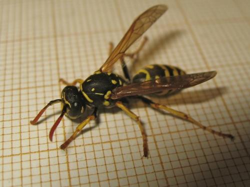 Réf. 156 479 : Polistes dominula