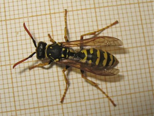 Polistes dominula