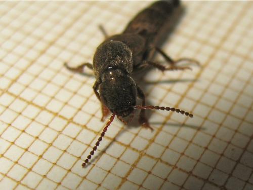 Ocypus sp.
