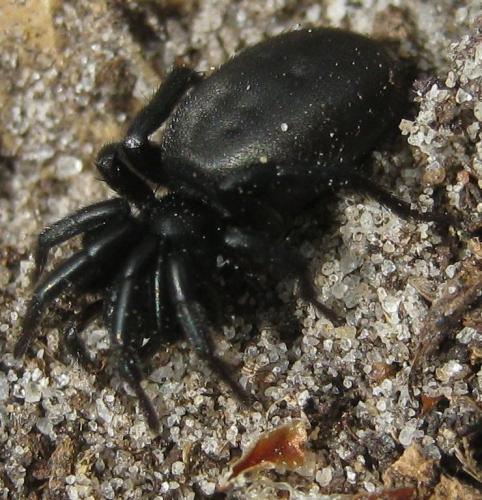 Réf. 156 845 : Zelotes sp.