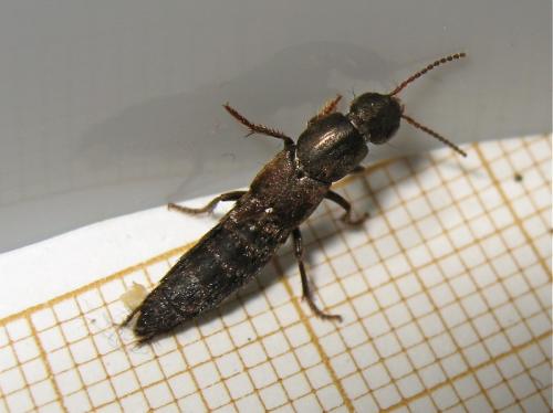 Ocypus sp.