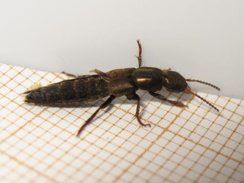 Ocypus sp.