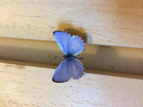 Celastrina lucia