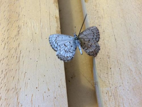 Celastrina lucia