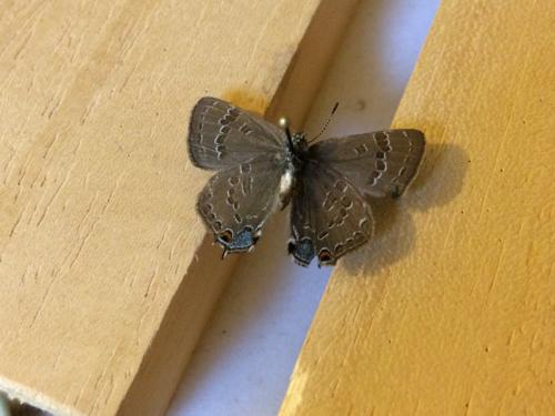 Réf. 156 817 : Satyrium caryaevorus