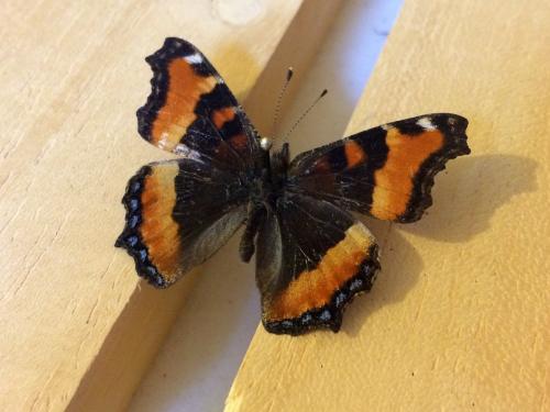 Aglais milberti