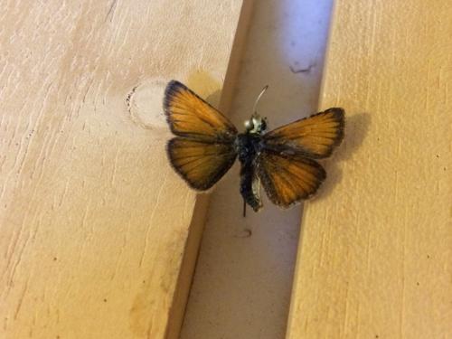 Thymelicus lineola