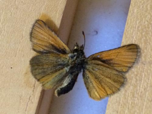 Thymelicus lineola