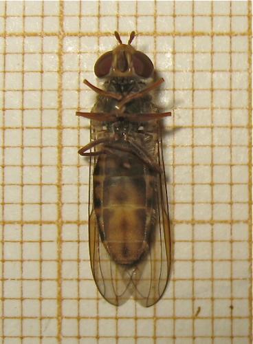 Episyrphus balteatus