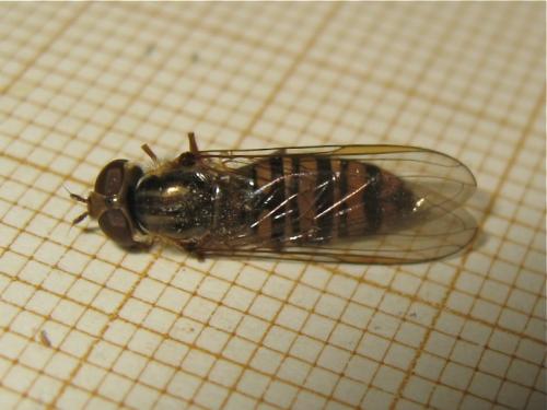 Episyrphus balteatus