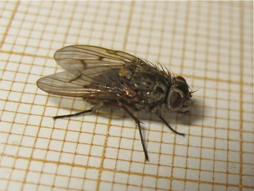 Phaonia tuguriorum