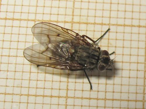 Phaonia tuguriorum