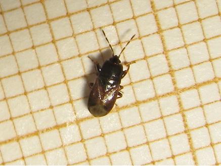 Plinthisus brevipennis