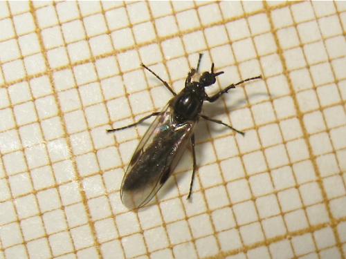 Dilophus humeralis
