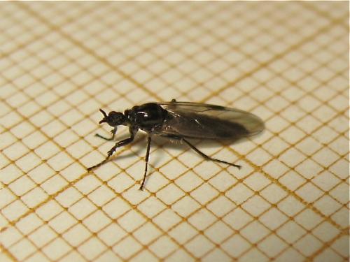 Dilophus humeralis