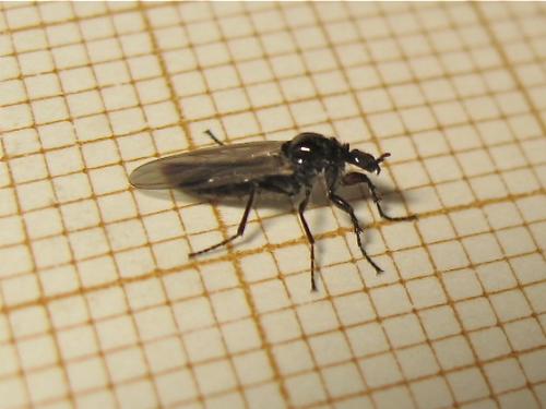 Dilophus humeralis