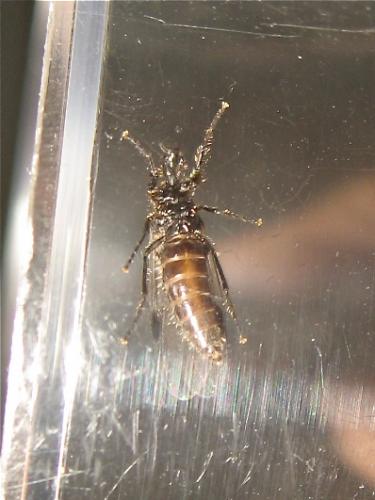 Dilophus humeralis