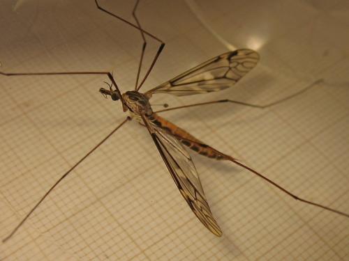 Tipula rufina