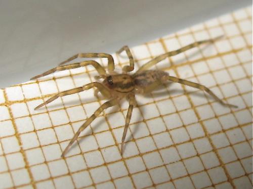 Liocranum rupicola