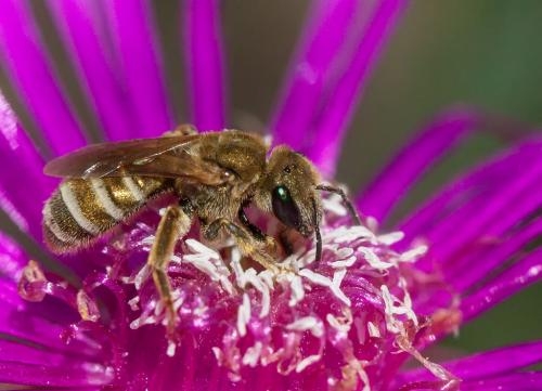 Seladonia subaurata